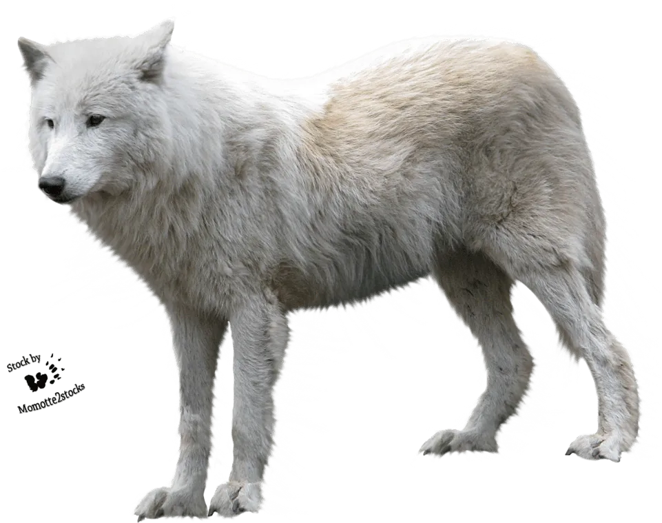 Arctic fox with a lantern, guiding light, mystical png